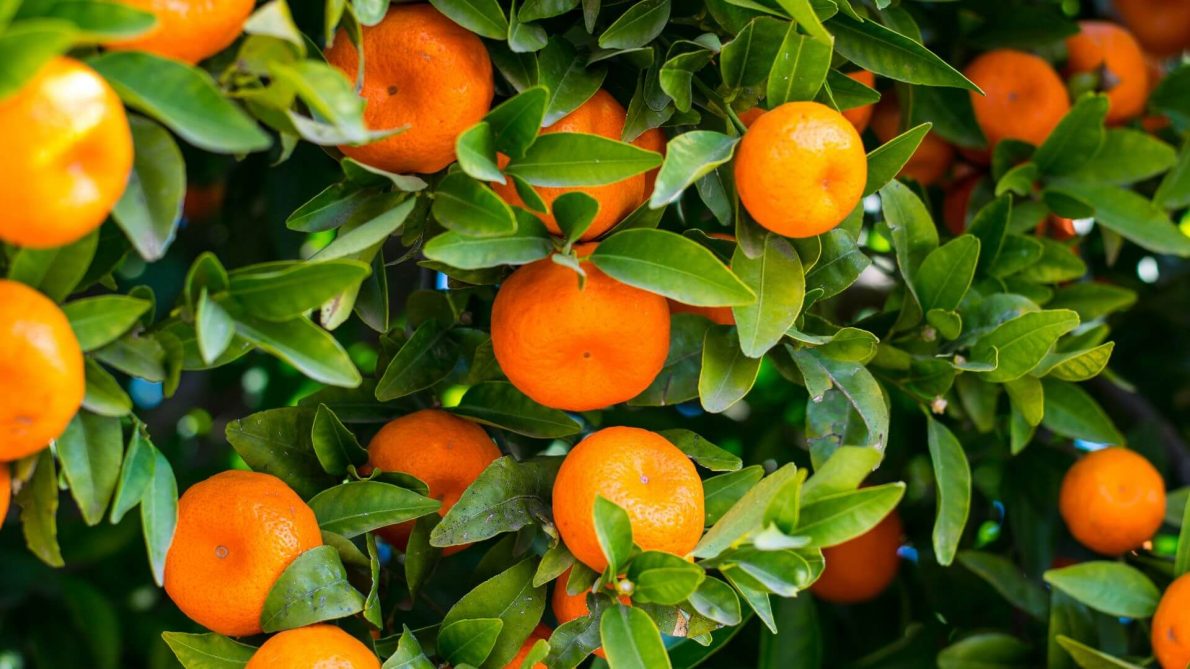 manfaat infus vitamin c